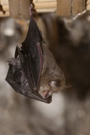 ECOLOGISTS SET TO PROVIDE SUPPORT TO DEVELOPERS AS BAT SURVEY SEASON STARTS