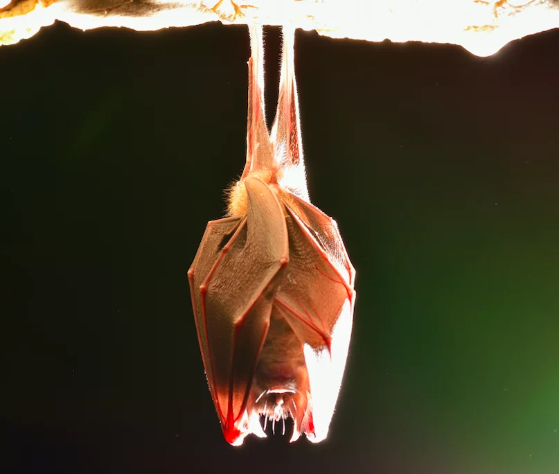 hanging bat