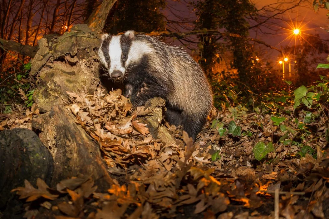 European badger (Meles meles)