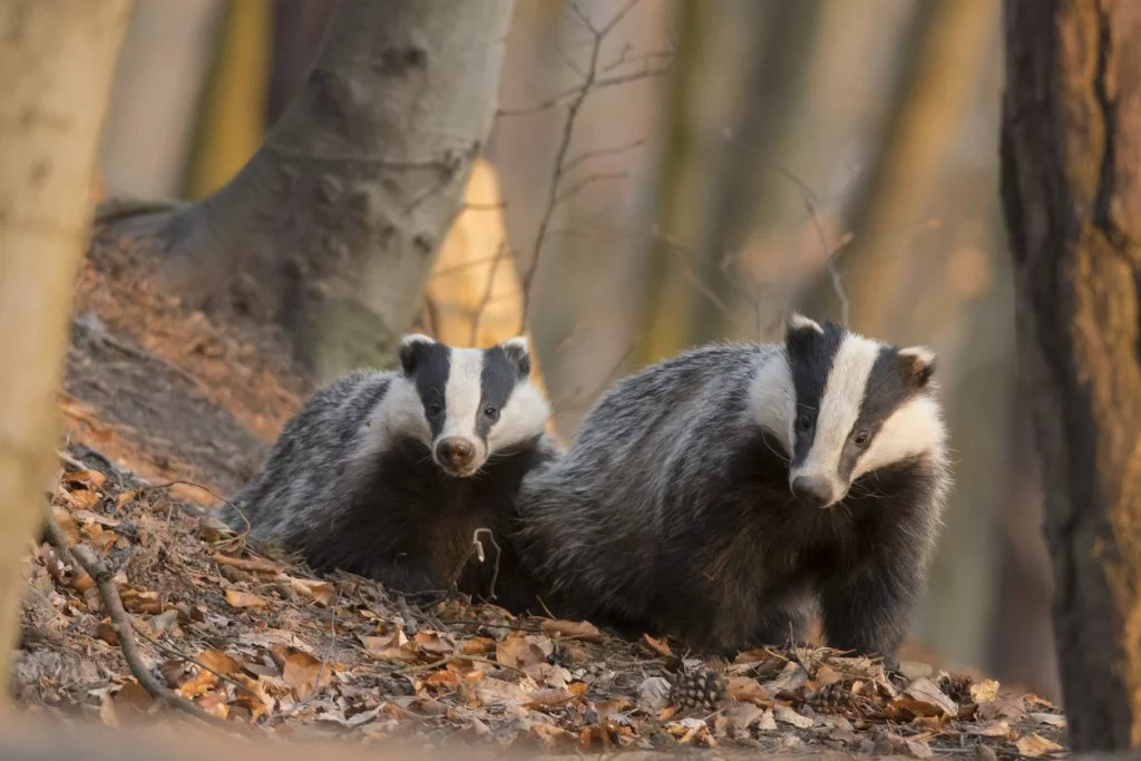 In Celebration of Badgers.  2 Badgers in the woods.